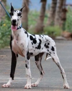 DogsIndia.com - Great Dane - Mayaa's Kennels