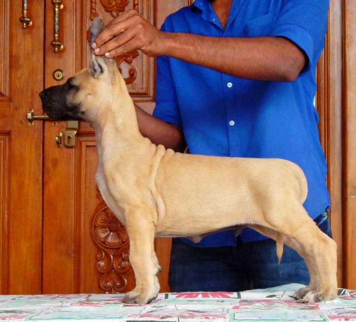 DogsIndia.com - Great Dane - Mukundhaas - Gokul