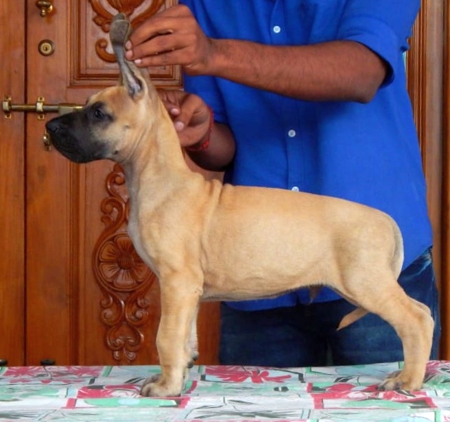 DogsIndia.com - Great Dane - Mukundhaas - Gokul