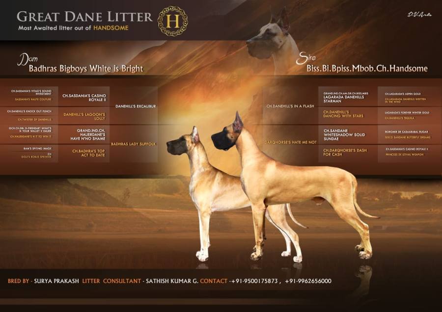 DogsIndia.com - Great Dane - Surya