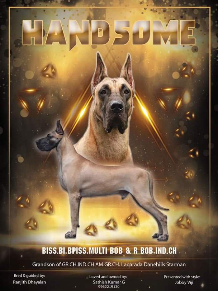 DogsIndia.com - Great Dane - Nattu Dev