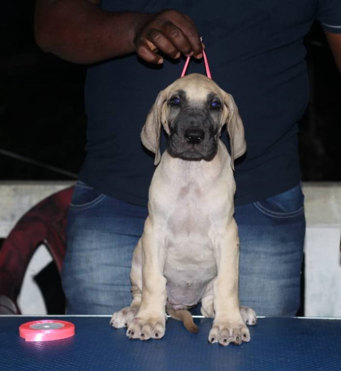 DogsIndia.com - Great Dane - Nattu Dev