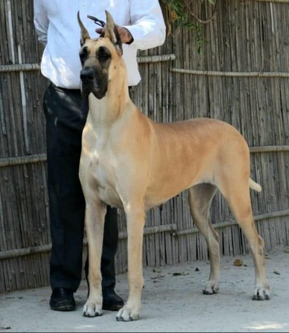 DogsIndia.com - Great Dane - Radan