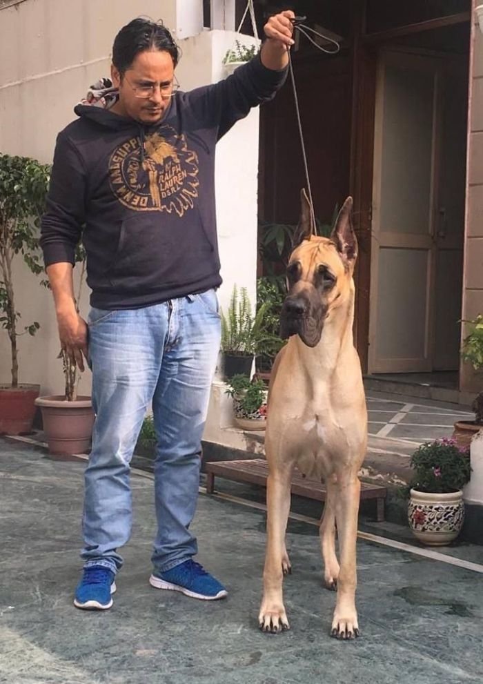 DogsIndia.com - Great Dane - Radan