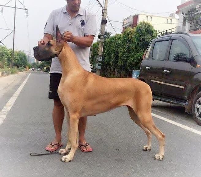 DogsIndia.com - Great Dane - Radan