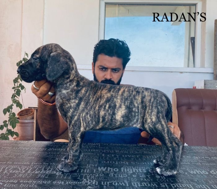 DogsIndia.com - Great Dane - Radan