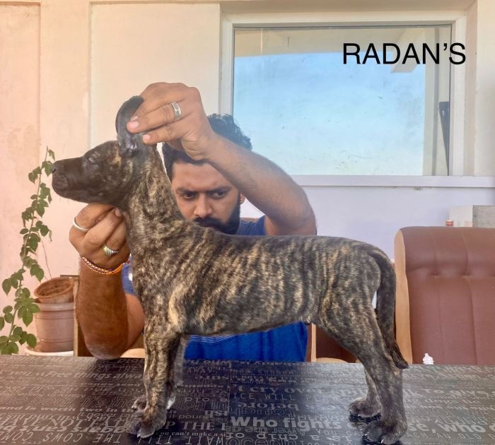 DogsIndia.com - Great Dane - Radan