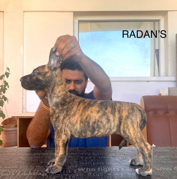DogsIndia.com - Great Dane - Radan