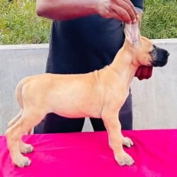 DogsIndia.com - Great Dane - Rajan - Sunflames Kennel