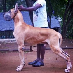 DogsIndia.com - Great Dane - Rajan - Sunflames Kennel
