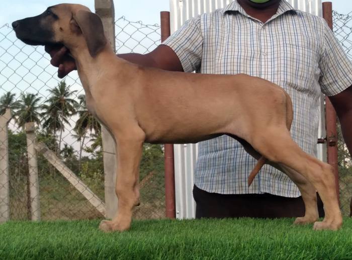 DogsIndia.com - Great Dane - Subhiksha's Kennel