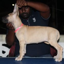 DogsIndia.com - Great Dane - Surya