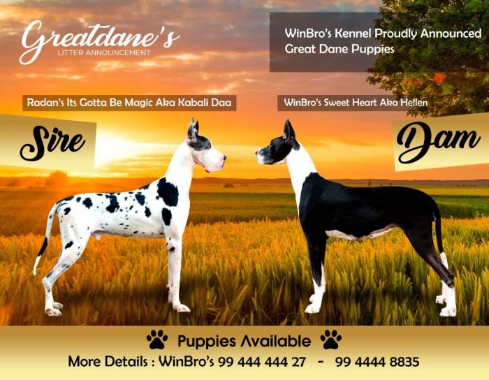 DogsIndia.com - Great Dane - WinBros Kennel