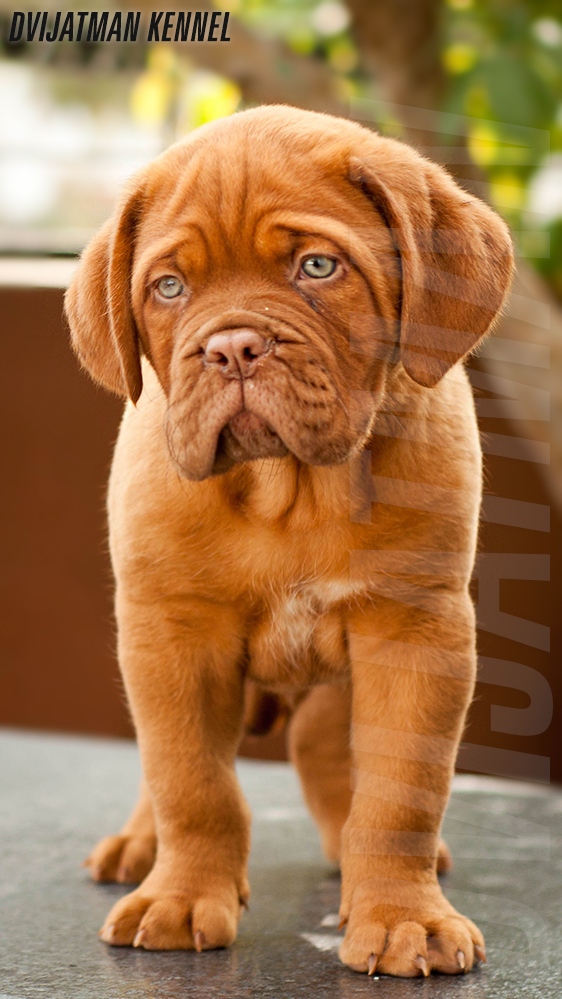 DogsIndia.com - French Mastiff - Dogue de Bordeaux - Dvijatman Kennels