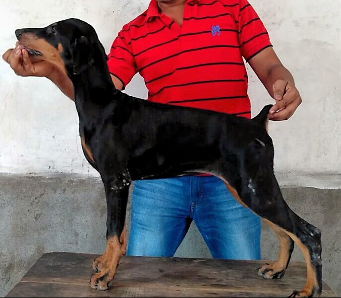 DogsIndia.com - Dobermann - Abhijeet - Black Fire Kennel