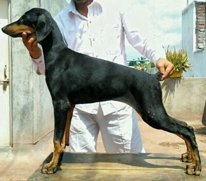 DogsIndia.com - Dobermann - Abhijeet - Black Fire Kennel