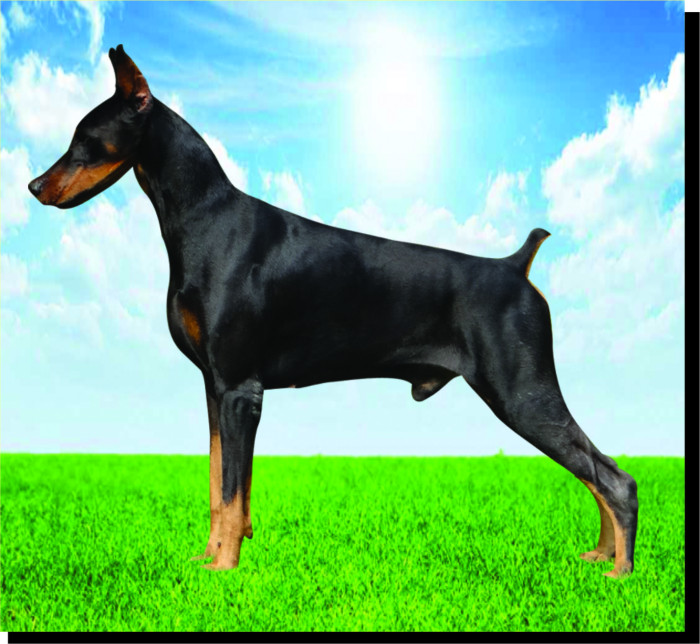 DogsIndia.com - Dobermann - Aishu Kennels - Rajendra Kamath