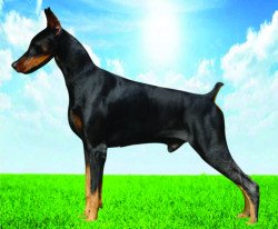 DogsIndia.com - Dobermann - Aishu Kennels - Rajendra Kamath