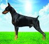 DogsIndia.com - Dobermann - Aishu Kennels - Rajendra Kamath