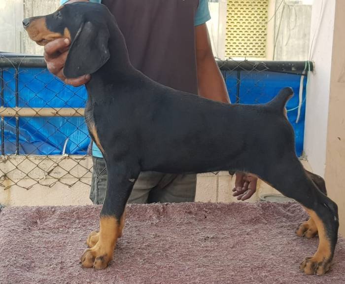 DogsIndia.com - Dobermann - Ajit Kennels, Srihari Gokhale