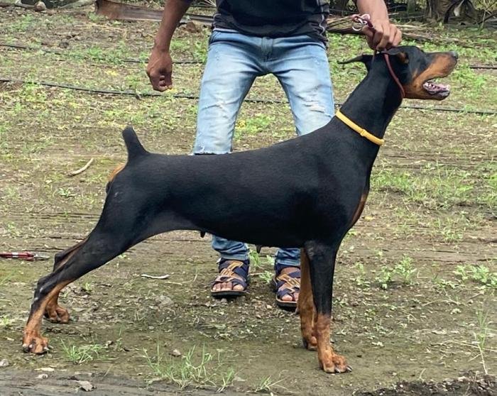 DogsIndia.com - Dobermann - Ajit Kennels, Srihari Gokhale