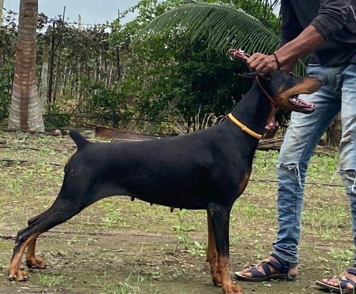 DogsIndia.com - Dobermann - Ajit Kennels, Srihari Gokhale