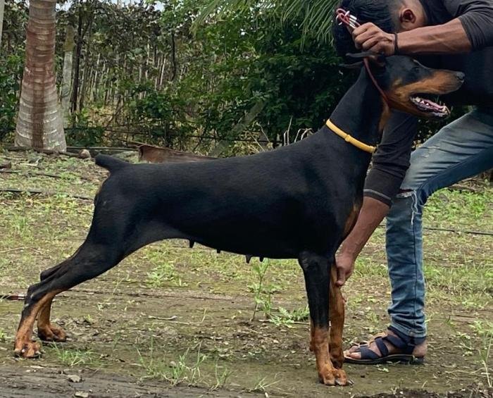 DogsIndia.com - Dobermann - Ajit Kennels, Srihari Gokhale