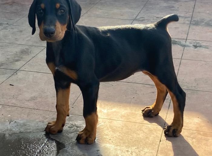 DogsIndia.com - Dobermann - Ajit Kennels, Srihari Gokhale
