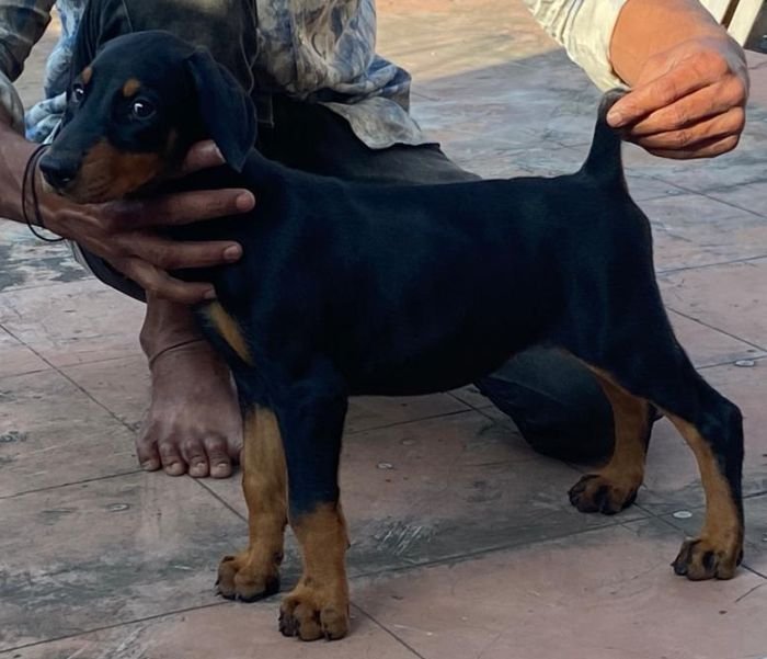 DogsIndia.com - Dobermann - Ajit Kennels, Srihari Gokhale