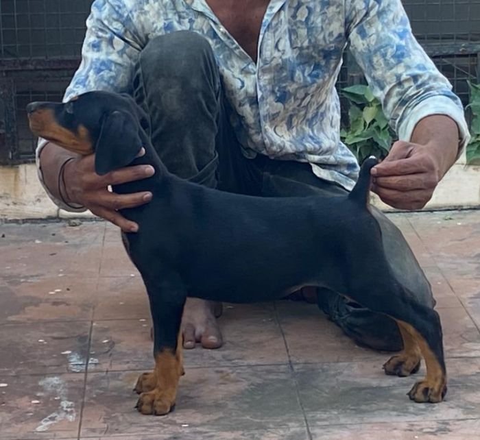 DogsIndia.com - Dobermann - Ajit Kennels, Srihari Gokhale