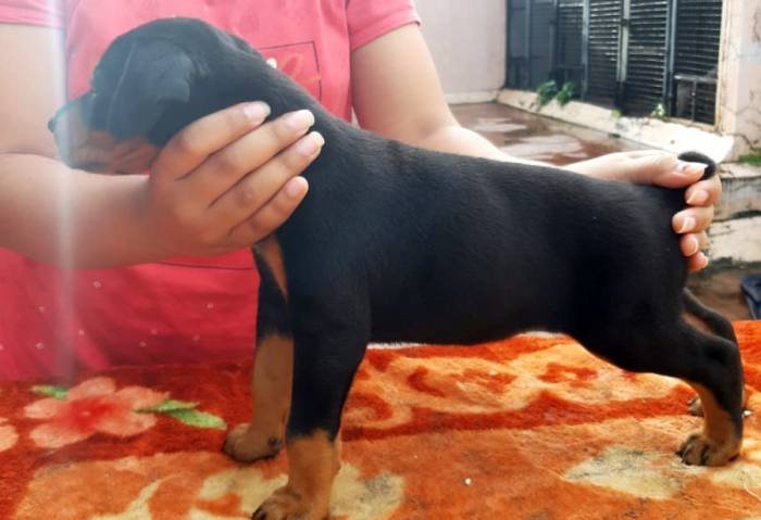 DogsIndia.com - Dobermann - Ajit Kennels, Srihari Gokhale