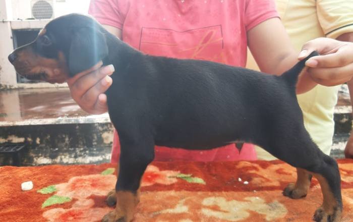 DogsIndia.com - Dobermann - Ajit Kennels, Srihari Gokhale