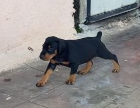 DogsIndia.com - Dobermann - Ajit Kennels, Srihari Gokhale