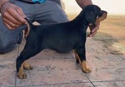 DogsIndia.com - Dobermann - Ajit Kennels, Srihari Gokhale