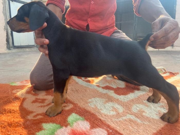 DogsIndia.com - Dobermann - Ajit Kennels, Srihari Gokhale