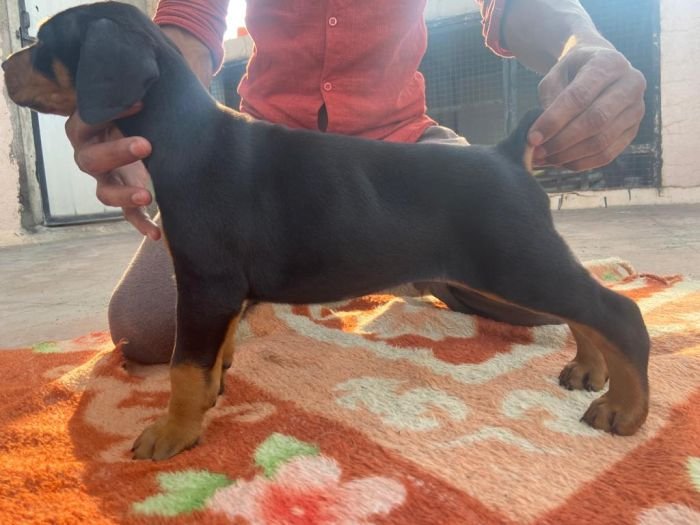 DogsIndia.com - Dobermann - Ajit Kennels, Srihari Gokhale