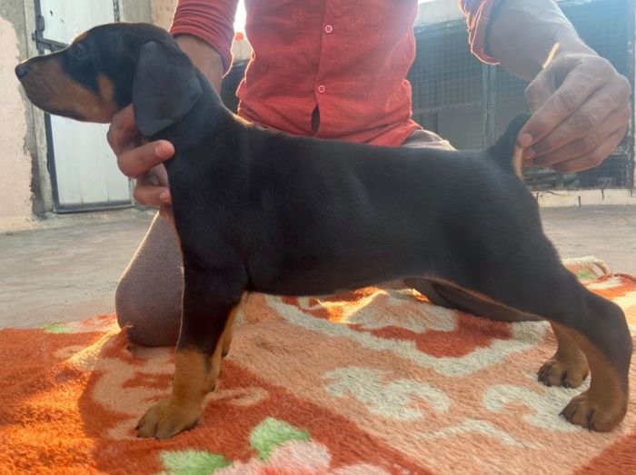 DogsIndia.com - Dobermann - Ajit Kennels, Srihari Gokhale