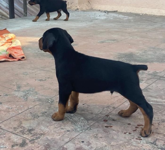 DogsIndia.com - Dobermann - Ajit Kennels, Srihari Gokhale