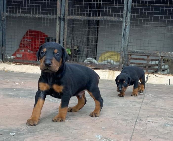 DogsIndia.com - Dobermann - Ajit Kennels, Srihari Gokhale