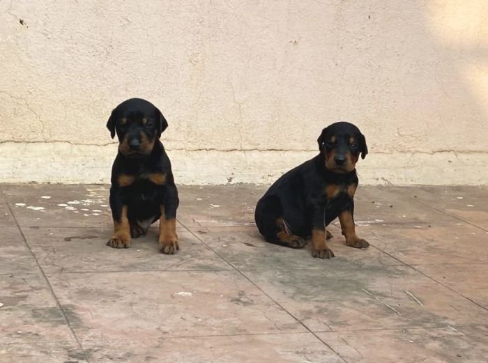 DogsIndia.com - Dobermann - Ajit Kennels, Srihari Gokhale