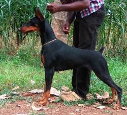 DogsIndia.com - Dobermann Pinscher - Amith Walton - Marathon Riders