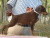 DogsIndia.com - Dobermann Pinscher - Amith Walton - Marathon Riders