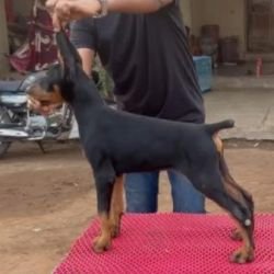 DogsIndia.com Dobermann Dalvi Dmass Kennels