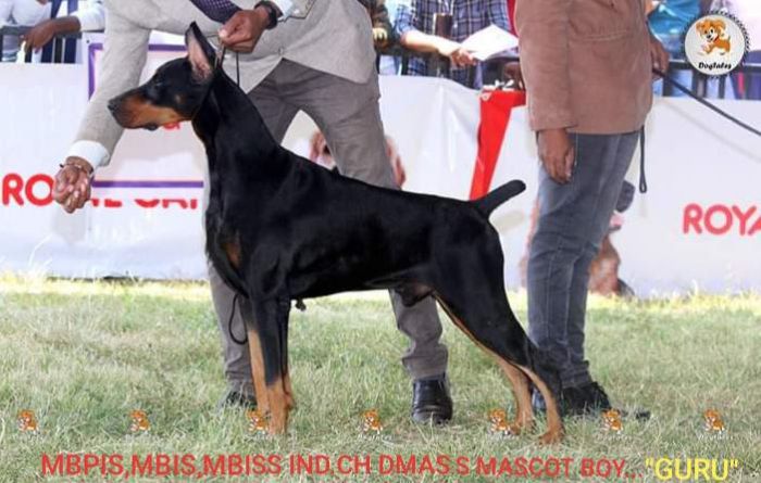 DogsIndia.com  Dobermann  Dalvi Dmass Kennels