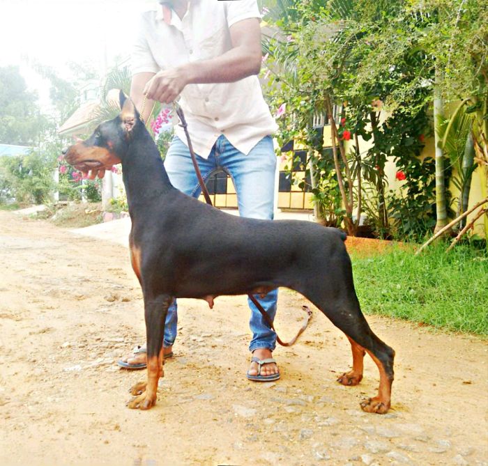 DogsIndia.com - Dobermann Pinscher - Erifon's Kenne