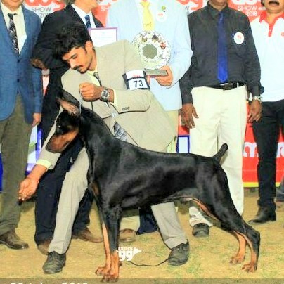 DogsIndia.com - Dobermann Pinscher - Erifon's Kennel