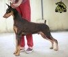 DogsIndia.com - Dobermann - Faith Hill's Kennel - Dr. Sujith