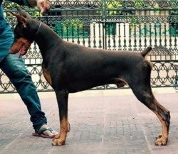 DogsIndia.com - Dobermann - Faith Hill's Kennel - Dr. Sujith