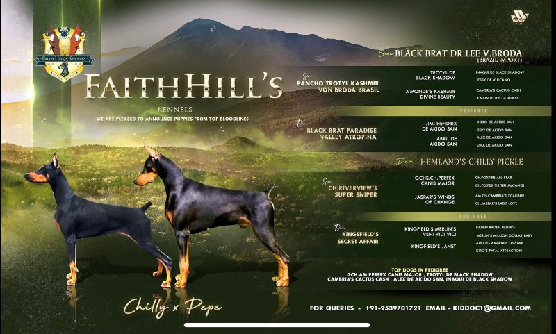 DogsIndia.com  Dobermann  Faith Hill's Kennel  Dr. Sujith