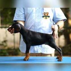 DogsIndia.com Dobermann Faith Hill's Kennel Dr. Sujith